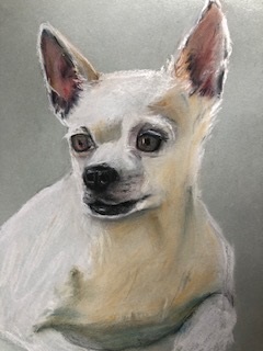 Animal Drawing Class