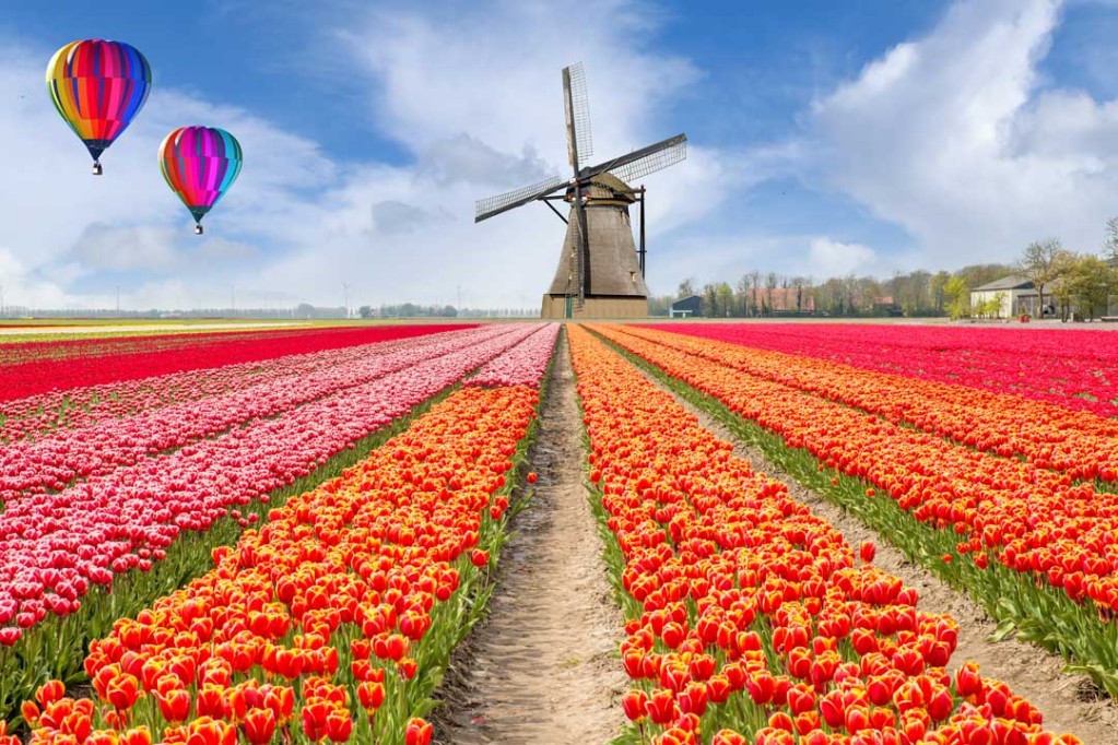 Holland and Belgium in Bloom