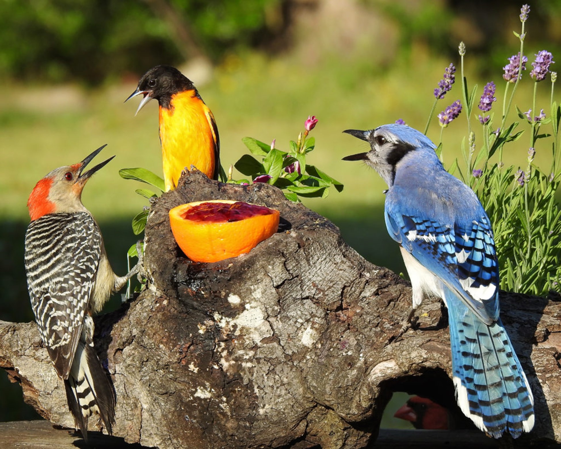 Identifying Birds (4-week series)