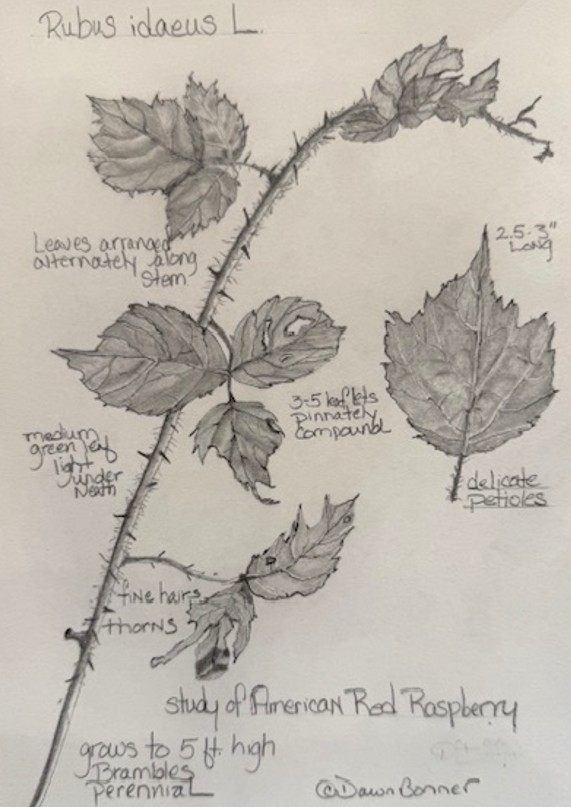 Nature Journaling