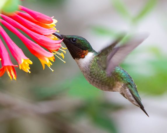 Hummingbirds with Scott Karr (ONLINE)
