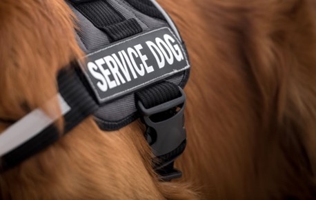 Be In The Know About Service Dogs
