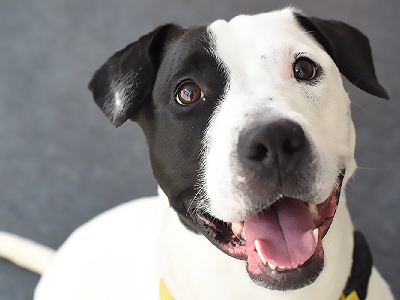 Kickoff to Adopt a Shelter Dog Month