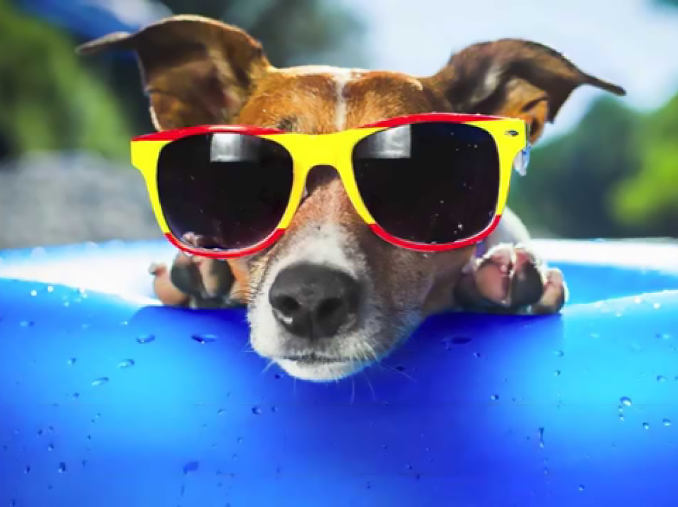Dog Days of Summer