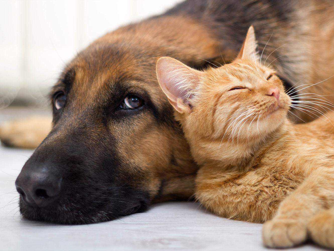 Foster a Four-Legged Friend