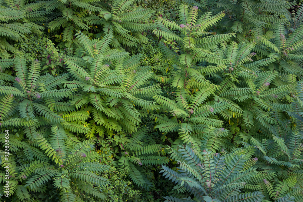 What Makes A Species Invasive?