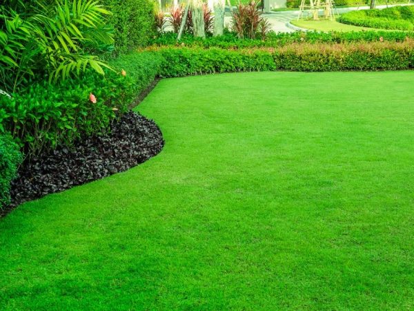 Strategies for Environmentally Friendly Lawn Substitutes
