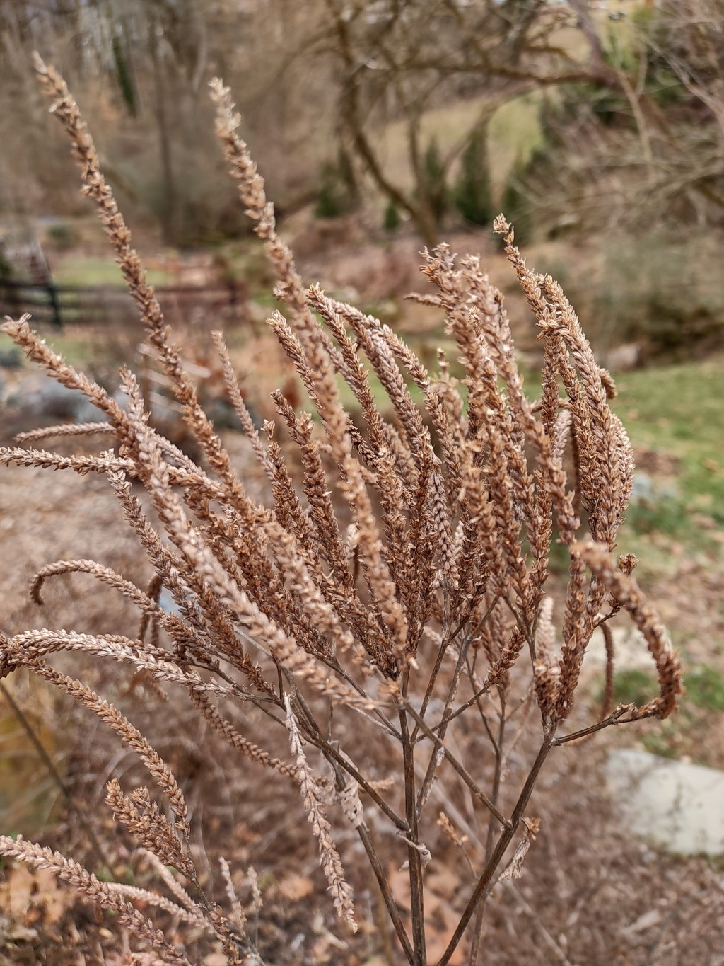 Planting for Fall and Winter Interest