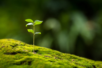 UN Partner Program: Environmentalism