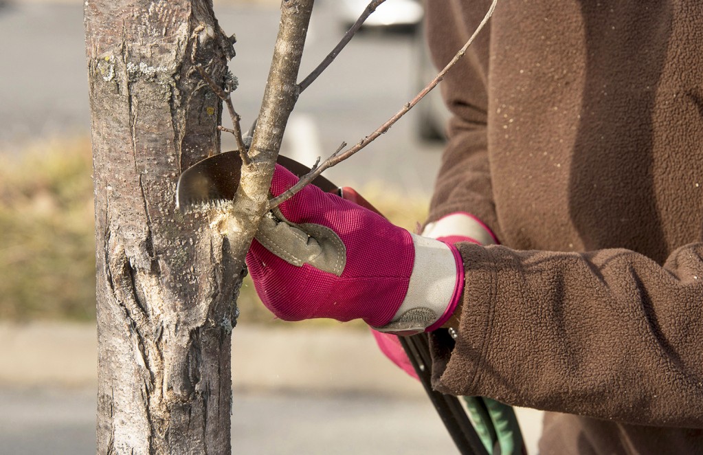 When, Where and How to Prune