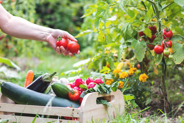 How Your Garden Can Help with Food Insecurity