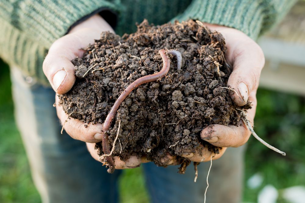Piedmont Master Gardener Series: Earthworms - Friend and Foe