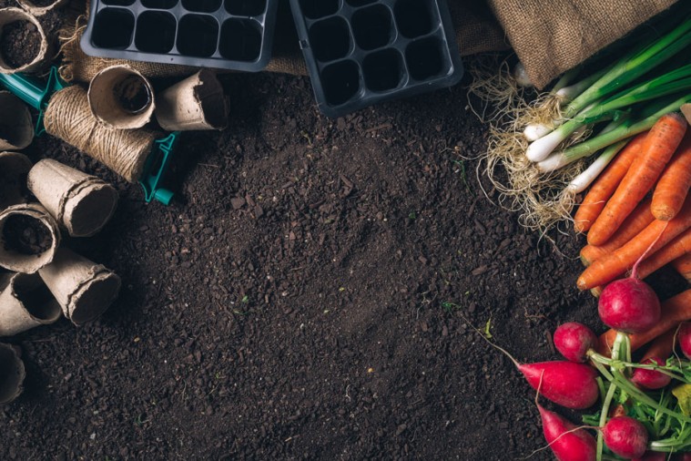 How Your Garden Can Help with Food Insecurity