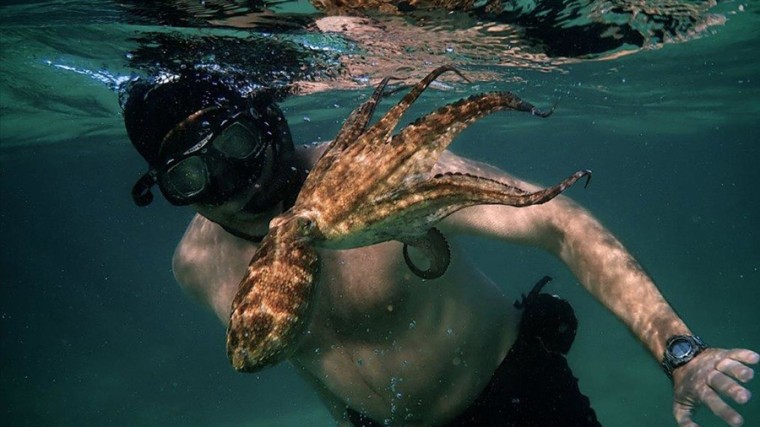 Wednesday Movie Night