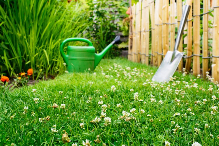 Strategies for Environmentally Friendly Lawn Substitutes